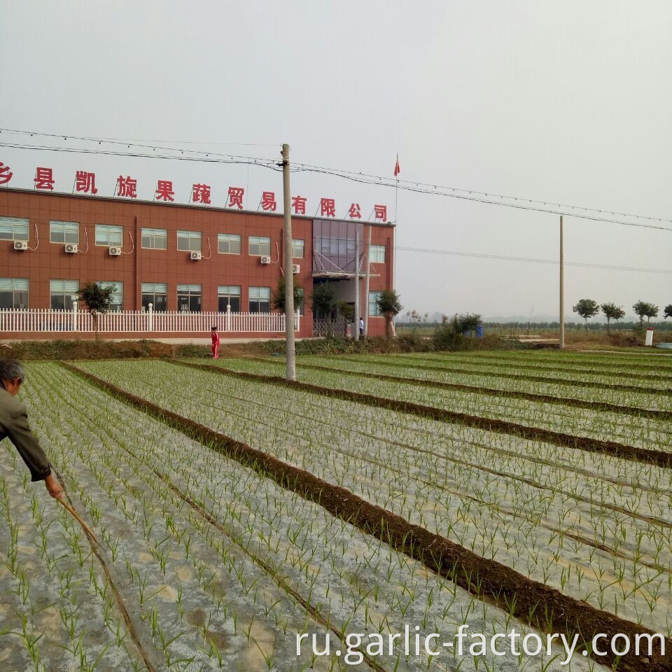 High quality fresh single clove garlic